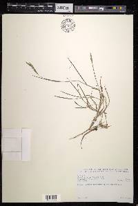 Brachypodium flexum image