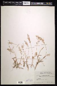Arundinella ciliata image