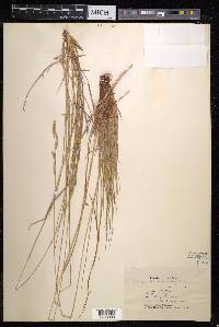 Brachypodium mucronatum image