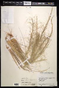 Austrostipa scabra image