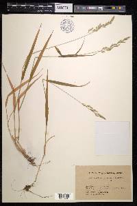 Anthoxanthum japonicum image