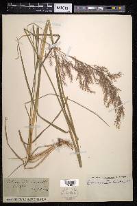 Calamagrostis littorea image