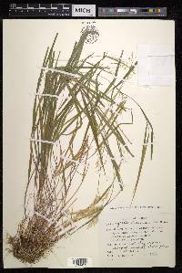 Calamagrostis hakonensis image