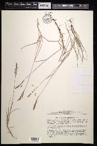 Calamagrostis deschampsioides image