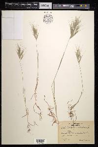 Bromus madritensis image