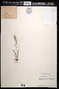 Bromus danthoniae image