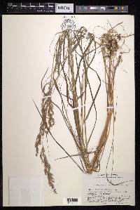Calamagrostis canescens image