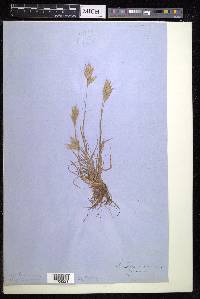 Bromus hordeaceus subsp. hordeaceus image