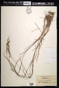 Bromus remotiflorus image