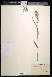 Bromus hordeaceus image