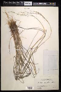 Bromus remotiflorus image