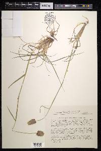 Calamagrostis anthoxanthoides image