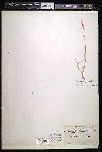 Brachypodium retusum image