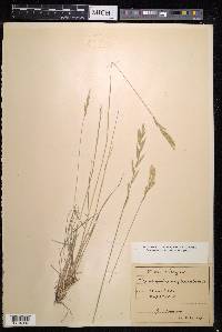 Brachypodium pinnatum image