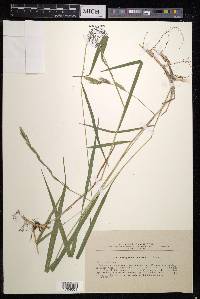 Brachypodium pinnatum image