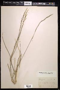 Brachypodium pinnatum image