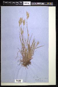 Bromus racemosus image