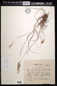 Bromus variegatus image