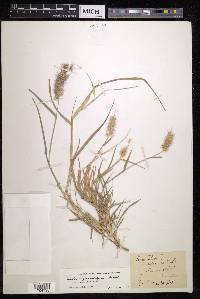 Pennisetum ciliare image