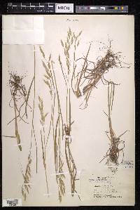 Bromus squarrosus image