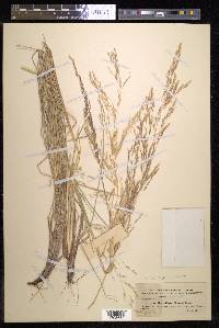 Deschampsia nubigena image