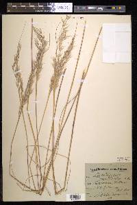 Danthonia pallida image