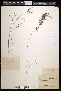 Digitaria chinensis image