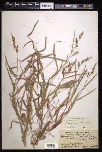 Cyrtococcum oxyphyllum image