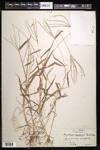 Digitaria setigera image