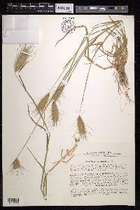 Dasypyrum villosum image