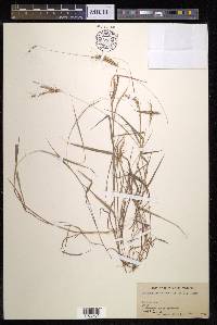 Dichanthium sericeum image