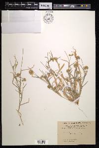 Dactyloctenium radulans image