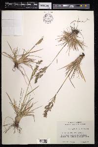 Deschampsia alpina image