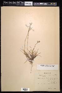 Deschampsia alpina image