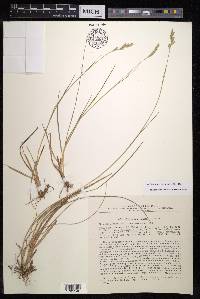 Danthonia decumbens image