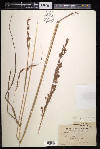 Cymbopogon nardus image