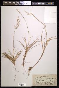 Deschampsia nubigena image