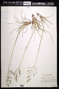 Deschampsia alpina image