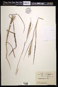 Digitaria parviflora image