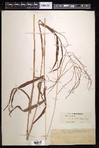 Digitaria setigera image