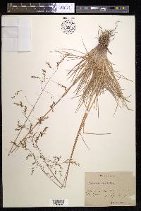 Deschampsia cespitosa subsp. rhenana image