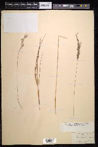 Eragrostis brownii image