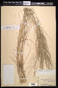 Eragrostis pilosa image