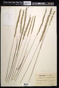 Elymus mutabilis image