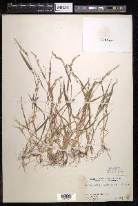 Echinochloa colona image