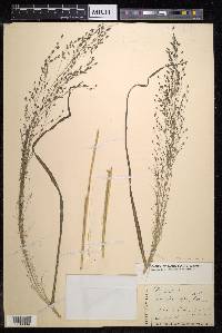 Eragrostis nigra image