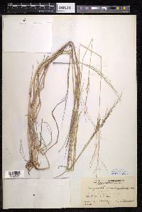 Eragrostis nutans image