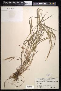 Echinochloa colona image