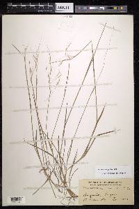 Ehrharta stipoides image