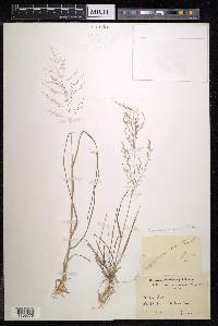 Eragrostis pilosa image